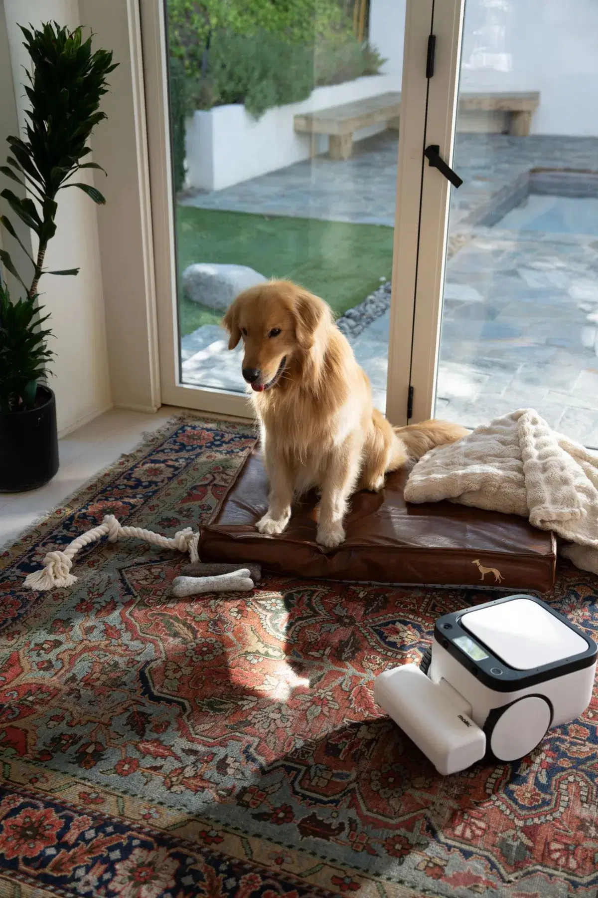 A golden retriever on its bed by the garden doors, with Matic on the rug beside it