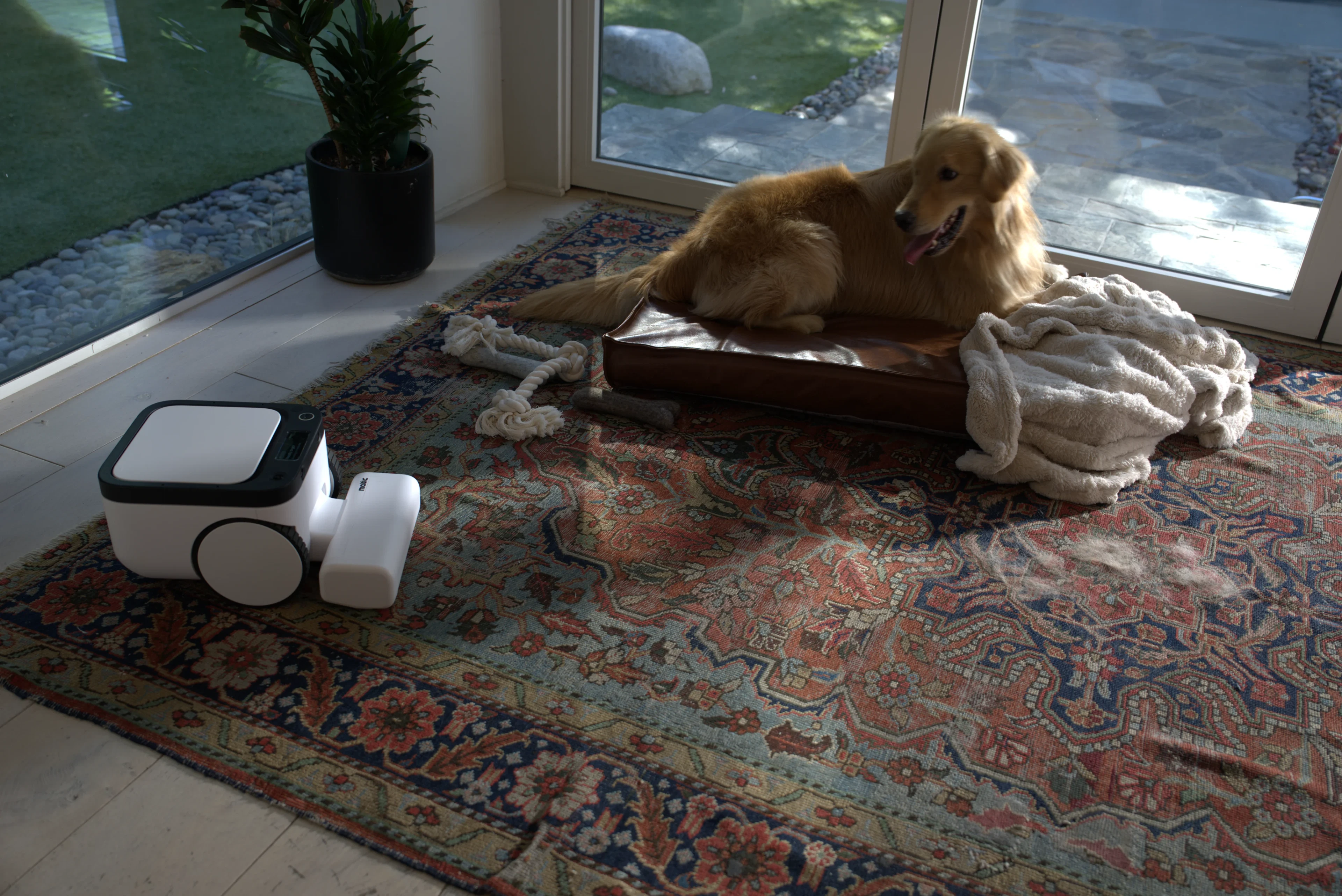 A dog lounging on its bed while Matic crosses the rug