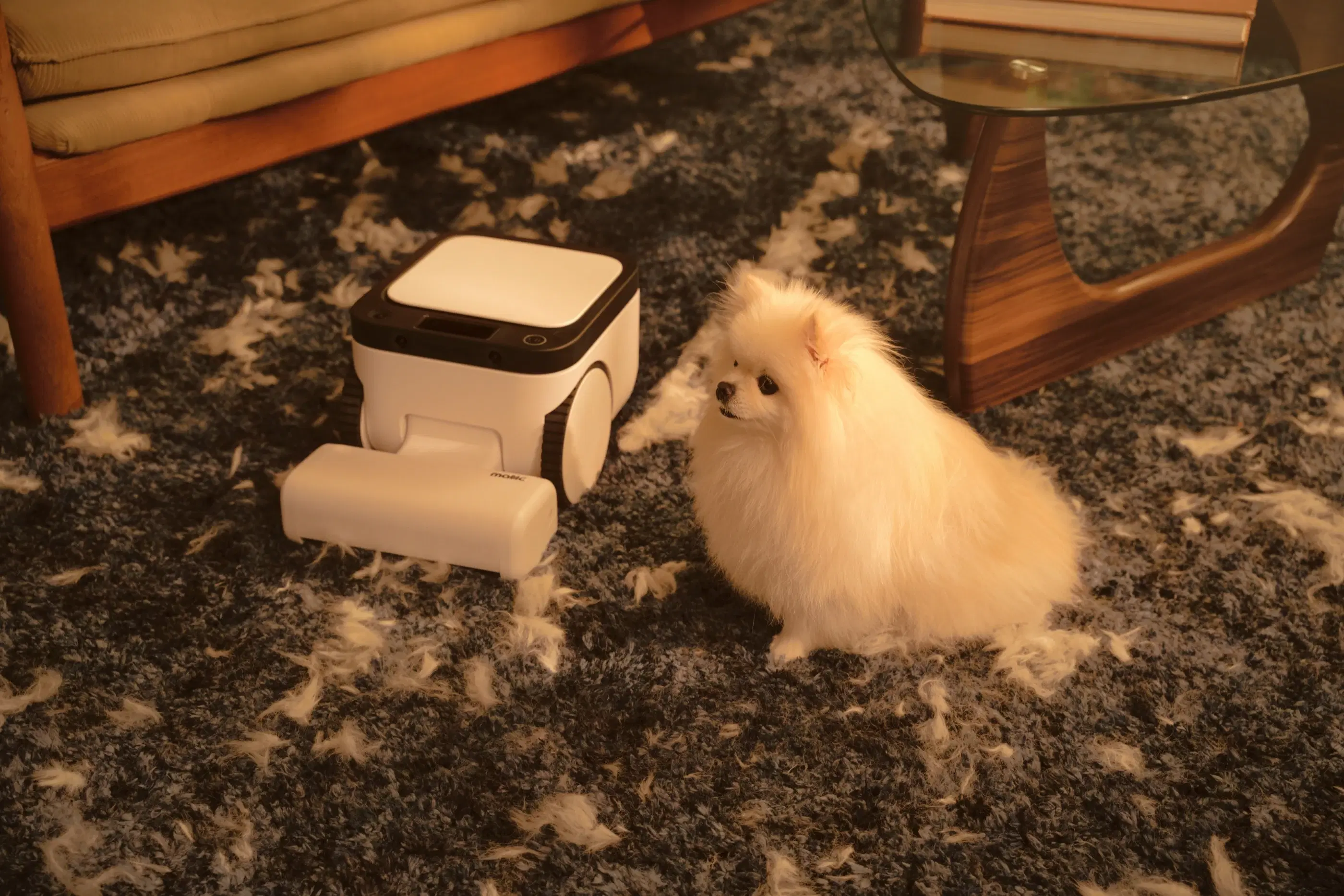 A fluffy white Pomeranian sits beside Matic on a dark shag rug scattered with fur